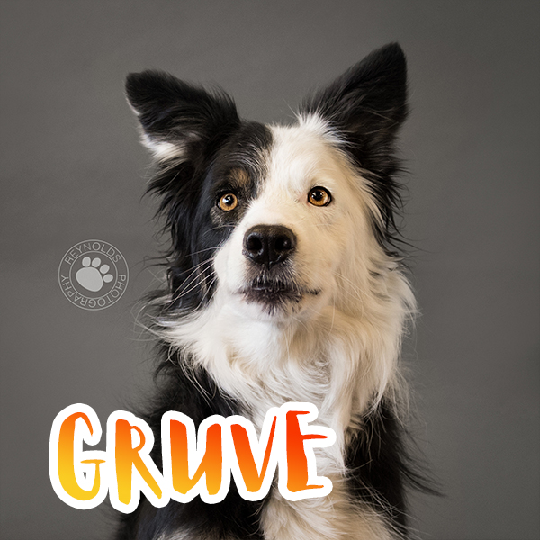 Photo of Gruve