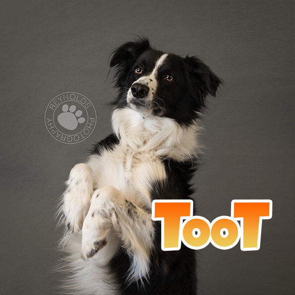 Photo of Toot
