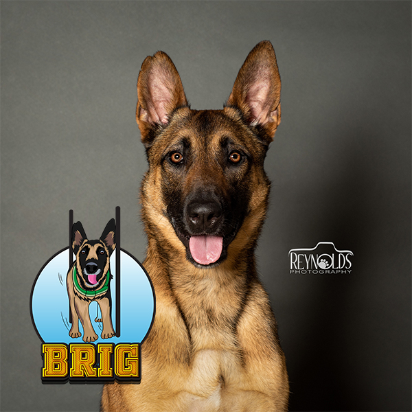 Meet Our Team of Stunt Dogs: Canine Entertainment Throughout Ohio and the Midwest | Team Zoom - brig