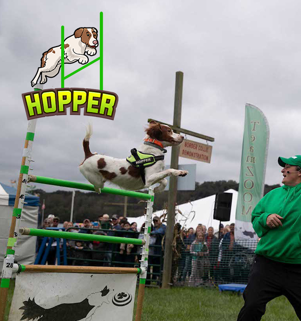 Exciting Canine Agility Demonstration at Maryland Dog Show