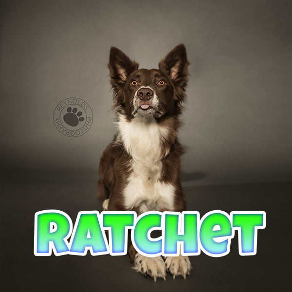 Meet Our Team of Stunt Dogs: Canine Entertainment Throughout Ohio and the Midwest | Team Zoom - ratchet1