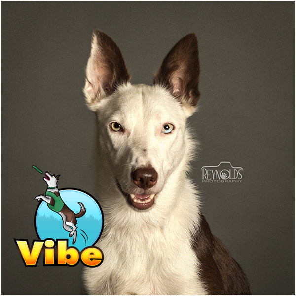 Meet Our Team of Stunt Dogs: Canine Entertainment Throughout Ohio and the Midwest | Team Zoom - vibe1(1)