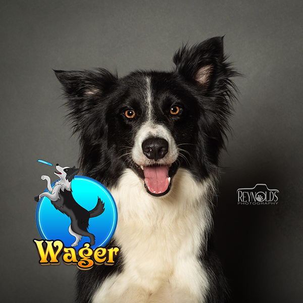 Meet Our Team of Stunt Dogs: Canine Entertainment Throughout Ohio and the Midwest | Team Zoom - wager