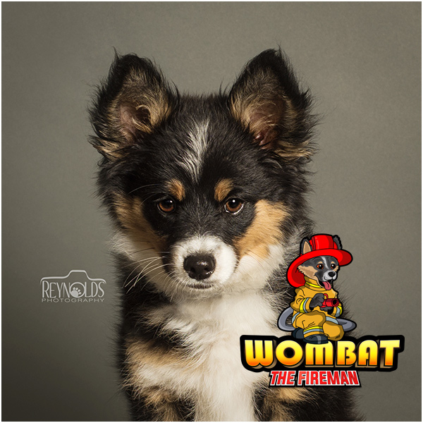 Meet Our Team of Stunt Dogs: Canine Entertainment Throughout Ohio and the Midwest | Team Zoom - wombat1