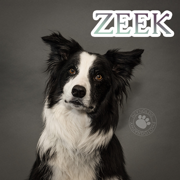 Meet Our Team of Stunt Dogs: Canine Entertainment Throughout Ohio and the Midwest | Team Zoom - zeek