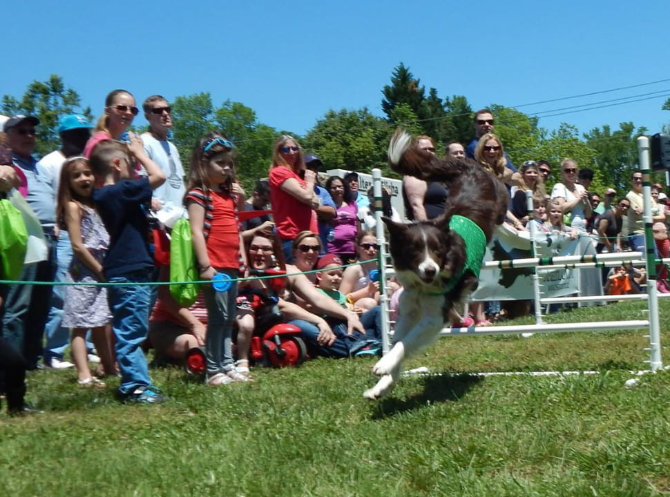 Team ZOOM: Stunt Dog Shows & Entertainment Across Ohio & The Midwest - home-hop